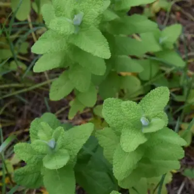 Мята АПФЕЛМИНЦЕ в Волковыске