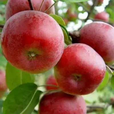 Яблоня АНТЕЙ в Волковыске