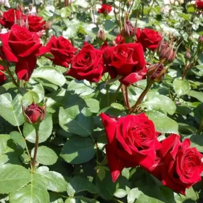 Роза ЭКСПЛОРЕР чайно-гибридная в Волковыске