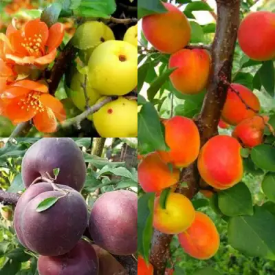 Комплект САД ДЛЯ ГУРМАНА в Волковыске