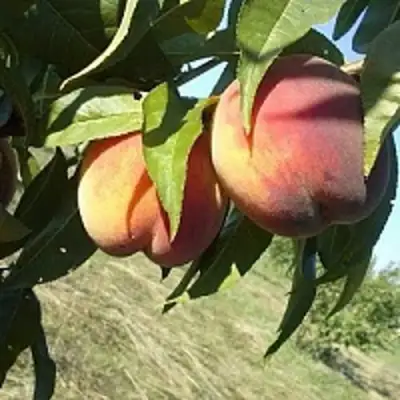 Персик СОФГАФЕН в Волковыске