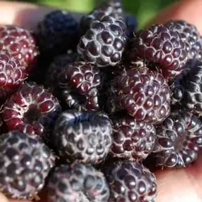 Малина БРИСТОЛЬ в Волковыске