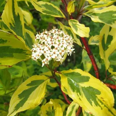 Дерен ШПЕТА белый в Волковыске