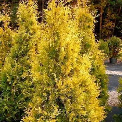 Туя ЕВРОПА ГОЛД западная в Волковыске