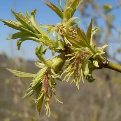 Клен ясенелистный в Волковыске