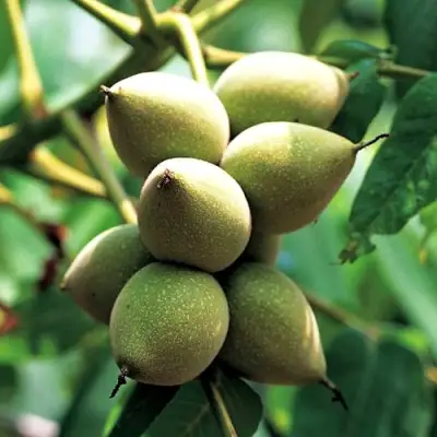 Орех МАНЬЧЖУРСКИЙ в Волковыске