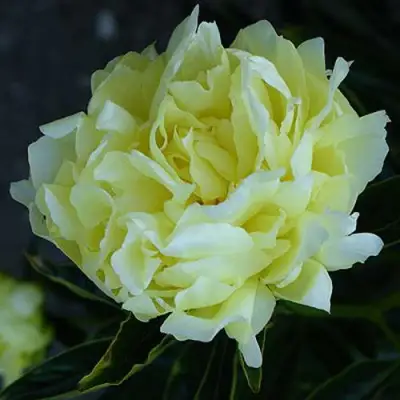 Пион ЗОЛОТАЯ КОЛЕСНИЦА травянистый в Волковыске