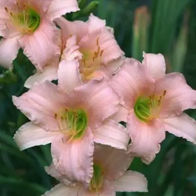 Лилейник ЛАКШЕРИ ЛЕЙС гибридный в Волковыске