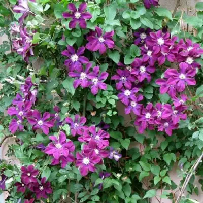 Клематис ГЕРОИ ВАРШАВЫ в Волковыске