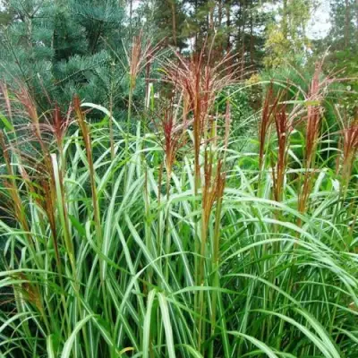 Мискантус МАЛЕПАРТУС китайский  в Волковыске