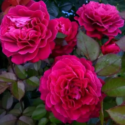 Роза БЕЛЬВЬЮ чайно-гибридная в Волковыске