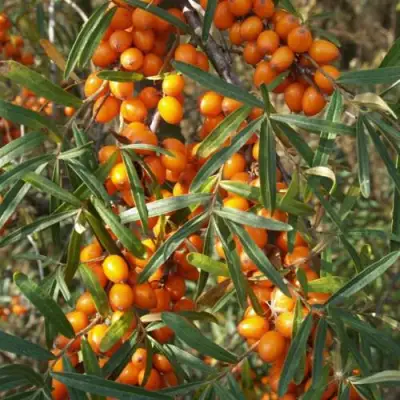 Облепиха РОСИНКА в Волковыске