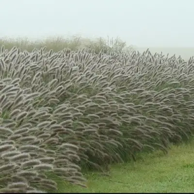 Пеннисетум ЛЕДИ Ю в Волковыске