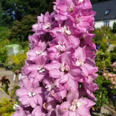 Дельфиниум АСТОЛАТ тихоокеанский в Волковыске