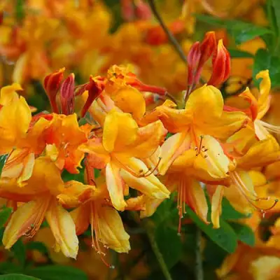 Азалия ОРАНЖ ХИТ листопадная в Волковыске