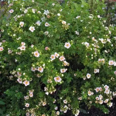 Лапчатка ПИНК КВИН кустарниковая в Волковыске