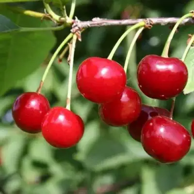 Вишня РИВАЛ в Волковыске