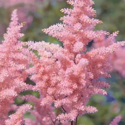 Астильба ГЛИТТЕР ЭНД ГЛАМУР китайская в Волковыске