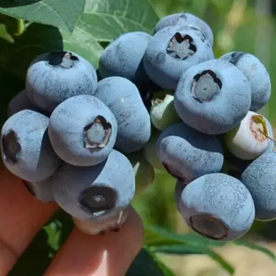 Голубика НЕЛЬСОН в Волковыске