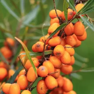 Облепиха АЛТАЙСКАЯ в Волковыске