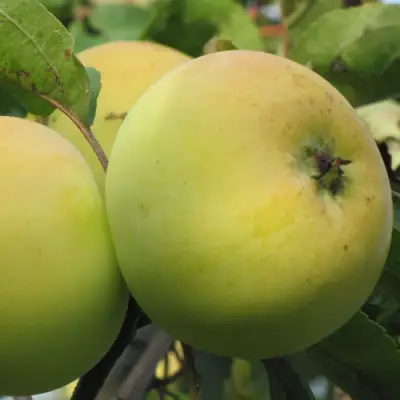 Яблоня РОССИЯНКА в Волковыске