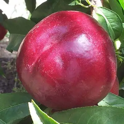 Нектарин ЭКСТРИМ БЬЮТИ в Волковыске