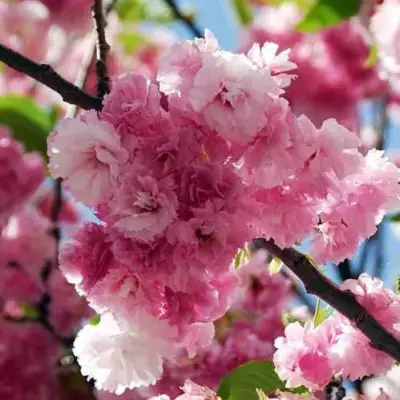 Сакура ПИНК ПЕРФЕКШН в Волковыске