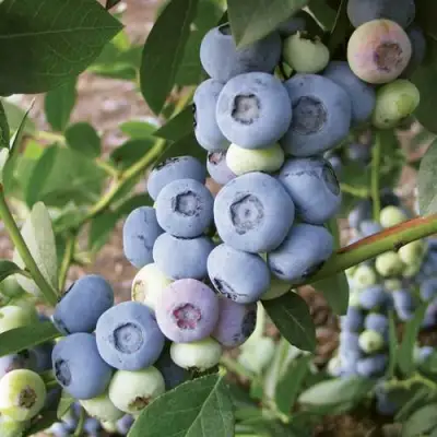 Голубика ЛИБЕРТИ в Волковыске