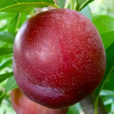 Слива БЕРБАНК ГИГАНТ в Волковыске