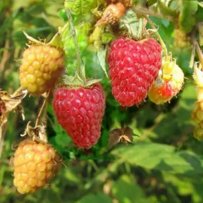 Малина РАДЗИЕВА в Волковыске