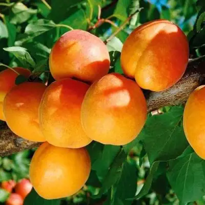 Абрикос СПАДЧЫНА в Волковыске