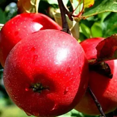 Яблоня РЕДФРИ в Волковыске