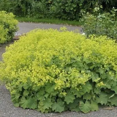 Манжетка ТРИЛЛЕР мягкая в Волковыске