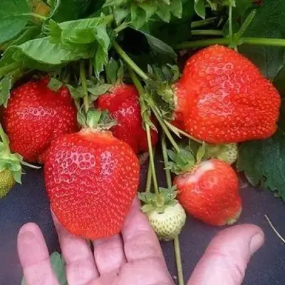 Клубника АЗИЯ в Волковыске