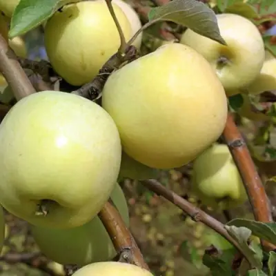 Яблоня АНТОНОВКА ОБЫКНОВЕННАЯ в Волковыске