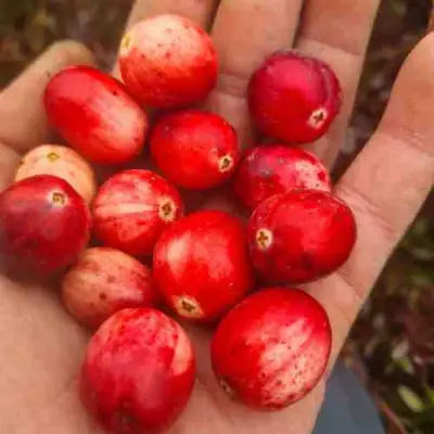 Клюква СТАНКОВИЧ в Волковыске