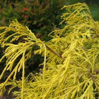 Кипарисовик ВАВЕЛ горохоплодный в Волковыске