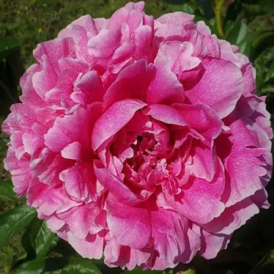 Пион ЗЕ ФОН травянистый в Волковыске