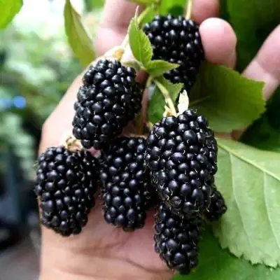 Ежевика ПРАЙМ АРК 45 ремонтантная   в Волковыске