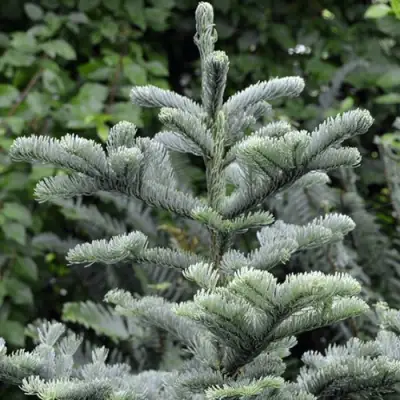 Пихта благородная в Волковыске