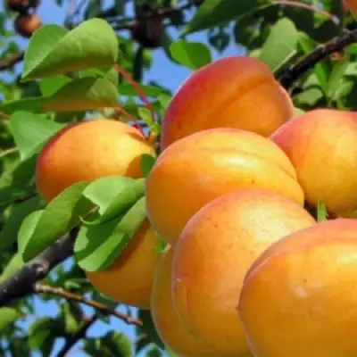 Абрикос ЭДЕЛЬВЕЙС в Волковыске