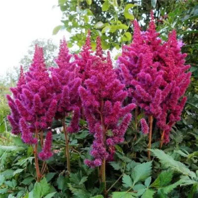 Астильба ВИЖНС китайская в Волковыске