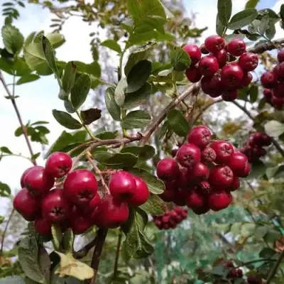 Рябина ГРАНАТНАЯ сладкоплодная в Волковыске
