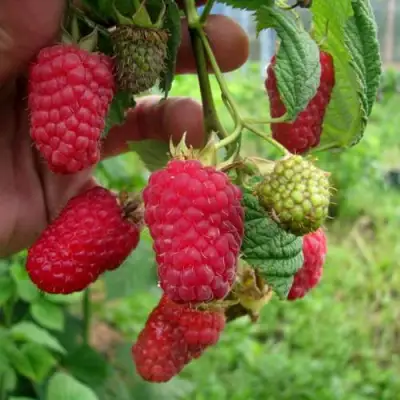 Малина ЛЯЧКА (ЛАШКА, ЛЯШКА) в Волковыске