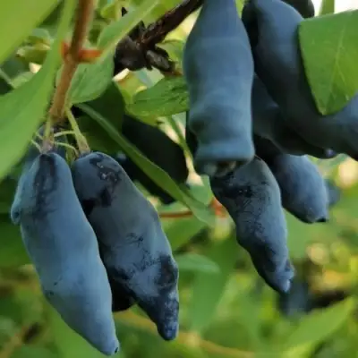 Жимолость съедобная СИЛЬГИНКА в Волковыске