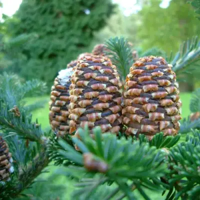 Пихта ФРАЗЕРА в Волковыске