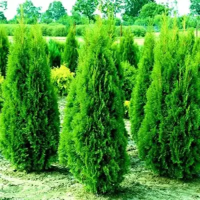 Туя ВИДМАНТ западная в Волковыске