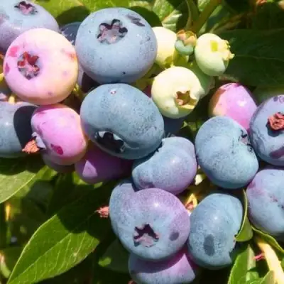 Голубика ЭЛИЗАБЕТ в Волковыске