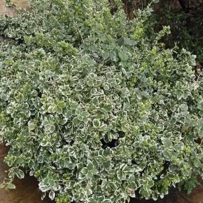 Бересклет ЭМЕРАЛЬД ГАИТИ форчуна  в Волковыске