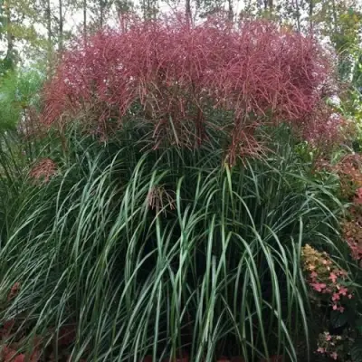 Мискантус МАЛЕПАРТУС китайский  в Волковыске